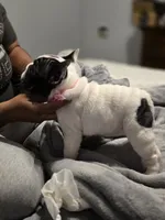 Birdie's pied girl, a female French Bulldog for sale in Conroe, TX – Photo 3 of 10