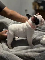 Birdie's pied girl, a female French Bulldog for sale in Conroe, TX – Photo 4 of 10