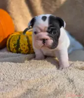 Birdie's pied girl, a female French Bulldog for sale in Conroe, TX – Photo 6 of 10