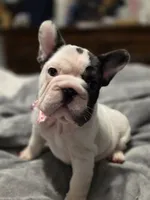 Birdie's pied girl, a female French Bulldog for sale in Conroe, TX – Photo 1 of 10