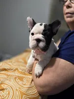 Birdie's pied girl, a female French Bulldog for sale in Conroe, TX – Photo 2 of 10