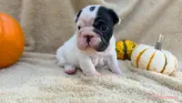 Birdie's pied girl, a female French Bulldog for sale in Conroe, TX – Photo 5 of 10