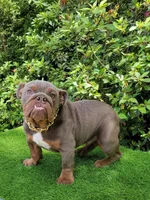 Lilac tri, a male English Bulldog for sale in Conroe, TX – Photo 2 of 5