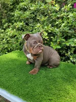 Lilac tri, a male English Bulldog for sale in Conroe, TX – Photo 4 of 5