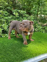 Lilac tri, a male English Bulldog for sale in Conroe, TX – Photo 3 of 5