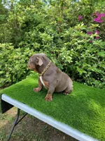 Lilac tri, a male English Bulldog for sale in Conroe, TX – Photo 5 of 5