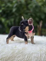 Pink collar, a female French Bulldog for sale in Conroe, TX – Photo 9 of 10