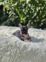 Pink collar, a female French Bulldog for sale in Conroe, TX – Photo 3 of 10