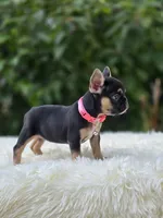 Pink collar, a female French Bulldog for sale in Conroe, TX – Photo 8 of 10