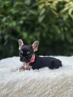 Pink collar, a female French Bulldog for sale in Conroe, TX – Photo 6 of 10