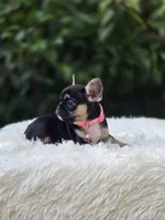 Pink collar, a female French Bulldog for sale in Conroe, TX – Photo 10 of 10