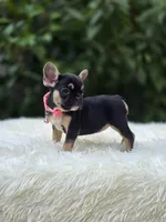 Pink collar, a female French Bulldog for sale in Conroe, TX – Photo 4 of 10