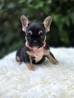 Pink collar, a female French Bulldog for sale in Conroe, TX – Photo 2 of 10