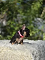 Pink collar, a female French Bulldog for sale in Conroe, TX – Photo 5 of 10