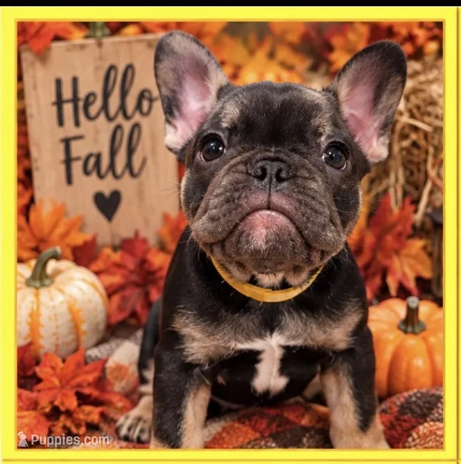 Dolly – French Bulldog puppy for sale in Conroe, TX