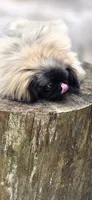 Rolex , a male Pekingese for sale in Conroe, TX – 8 of 9