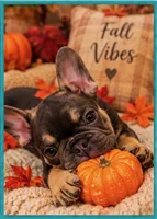 Mr Spot , a male French Bulldog for sale in Conroe, TX – 3 of 5