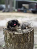 Rolex , a male Pekingese for sale in Conroe, TX – 2 of 9