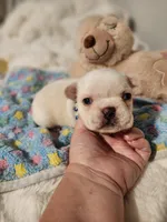 I found a home!, a male French Bulldog for sale in Conroe, TX – Photo 7 of 10