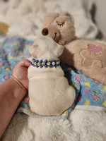 I found a home!, a male French Bulldog for sale in Conroe, TX – Photo 10 of 10