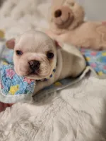 I found a home!, a male French Bulldog for sale in Conroe, TX – Photo 9 of 10