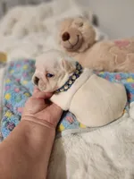 I found a home!, a male French Bulldog for sale in Conroe, TX – Photo 4 of 10