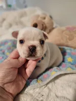 I found a home!, a male French Bulldog for sale in Conroe, TX – Photo 3 of 10