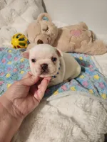 I found a home!, a male French Bulldog for sale in Conroe, TX – Photo 1 of 10