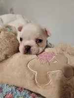 I found a home!, a male French Bulldog for sale in Conroe, TX – Photo 6 of 10