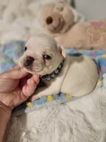 I found a home!, a male French Bulldog for sale in Conroe, TX – Photo 8 of 10