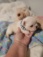 I found a home!, a male French Bulldog for sale in Conroe, TX – Photo 5 of 10