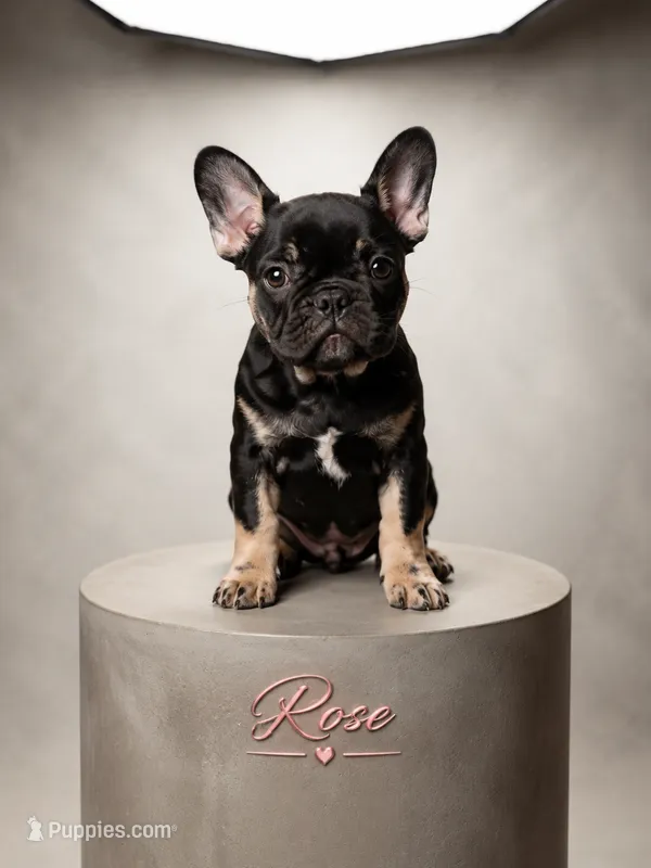 Rose  – French Bulldog puppy for sale in Conroe, TX