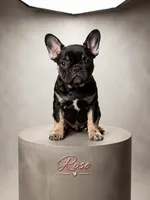 Rose , a female French Bulldog for sale in Conroe, TX – 1 of 2