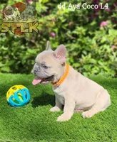 **Fluffy carrier**, a male French Bulldog for sale in Conroe, TX – Photo 3 of 9