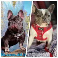 **Fluffy carrier**, a male French Bulldog for sale in Conroe, TX – Photo 7 of 9