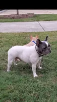 **Fluffy carrier**, a male French Bulldog for sale in Conroe, TX – Photo 9 of 9