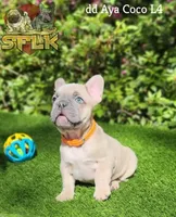 **Fluffy carrier**, a male French Bulldog for sale in Conroe, TX – Photo 5 of 9