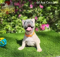 **Fluffy carrier**, a male French Bulldog for sale in Conroe, TX – Photo 2 of 9