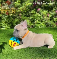 **Fluffy carrier**, a male French Bulldog for sale in Conroe, TX – Photo 4 of 9