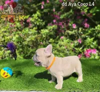 **Fluffy carrier**, a male French Bulldog for sale in Conroe, TX – Photo 6 of 9