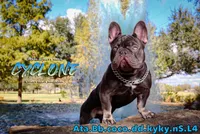 **Fluffy carrier**, a male French Bulldog for sale in Conroe, TX – Photo 8 of 9