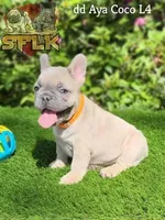 **Fluffy carrier**, a male French Bulldog for sale in Conroe, TX – Photo 1 of 9