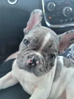 Blue Merle boy, a male French Bulldog for sale in Conroe, TX – Photo 1 of 10