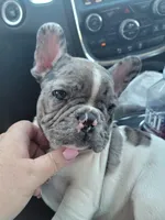 Blue Merle boy, a male French Bulldog for sale in Conroe, TX – Photo 10 of 10