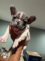 Blue Merle boy, a male French Bulldog for sale in Conroe, TX – Photo 2 of 10