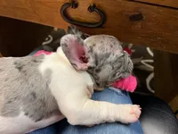 Blue Merle boy, a male French Bulldog for sale in Conroe, TX – Photo 6 of 10