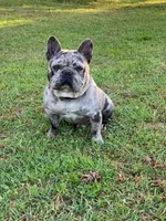 Blue Merle boy, a male French Bulldog for sale in Conroe, TX – Photo 3 of 10