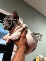 Blue Merle boy, a male French Bulldog for sale in Conroe, TX – Photo 4 of 10