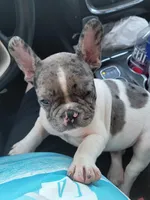 Blue Merle boy, a male French Bulldog for sale in Conroe, TX – Photo 9 of 10