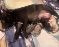 Blue Merle boy, a male French Bulldog for sale in Conroe, TX – Photo 7 of 10